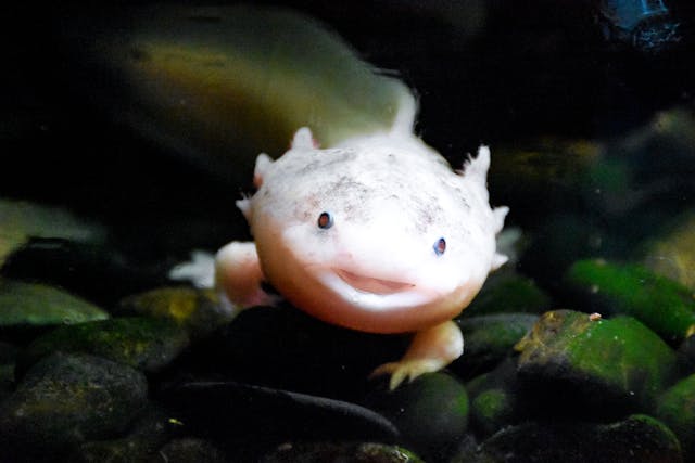 Axolotls The Extraordinary Underwater Ambassadors Photo by Artem Lysenko