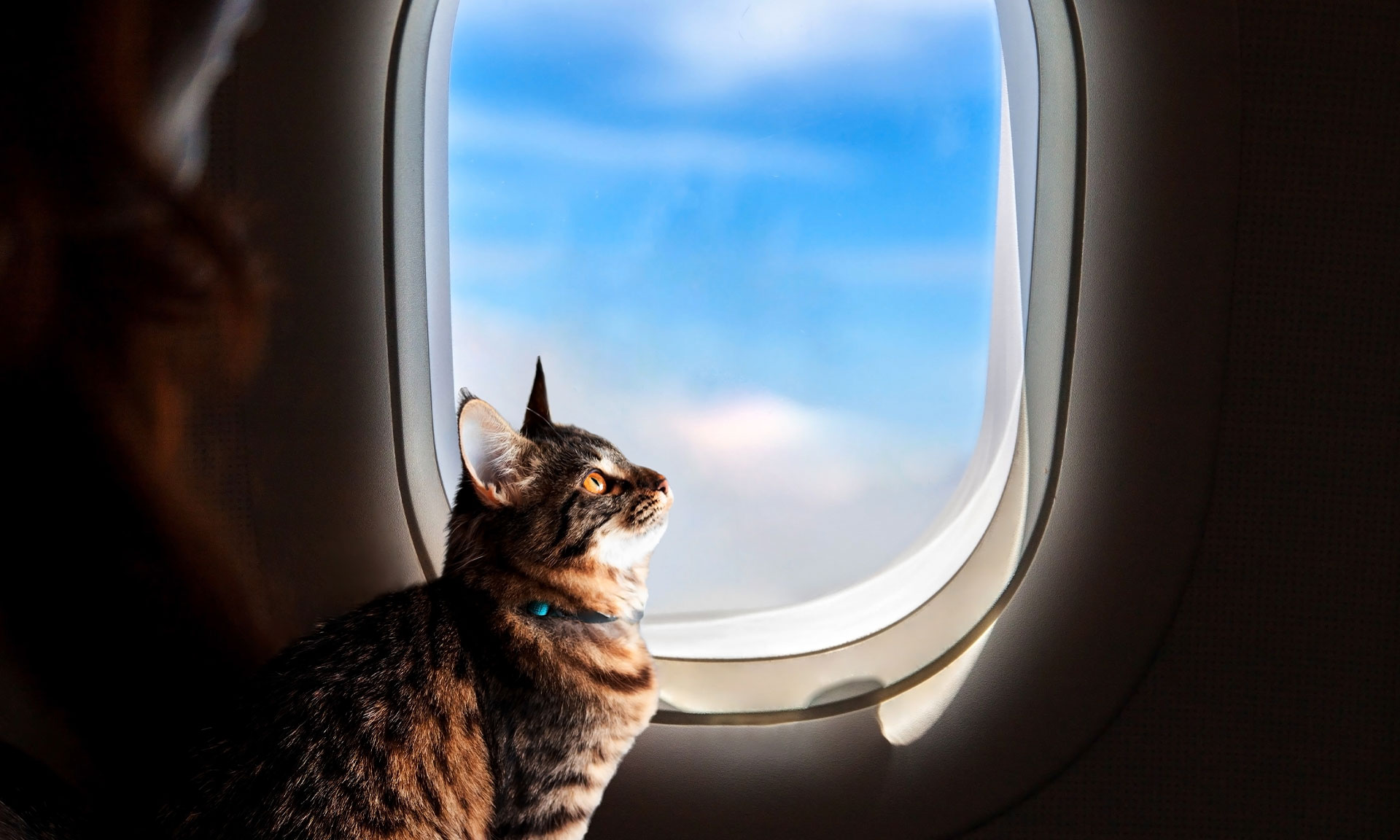 Image of a cat looking out of a plane window
