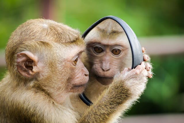 pet transportation services in the UK Primates