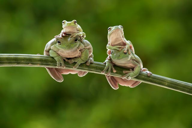pet transportation services in the UK Frogs Photo by Jeffry Surianto