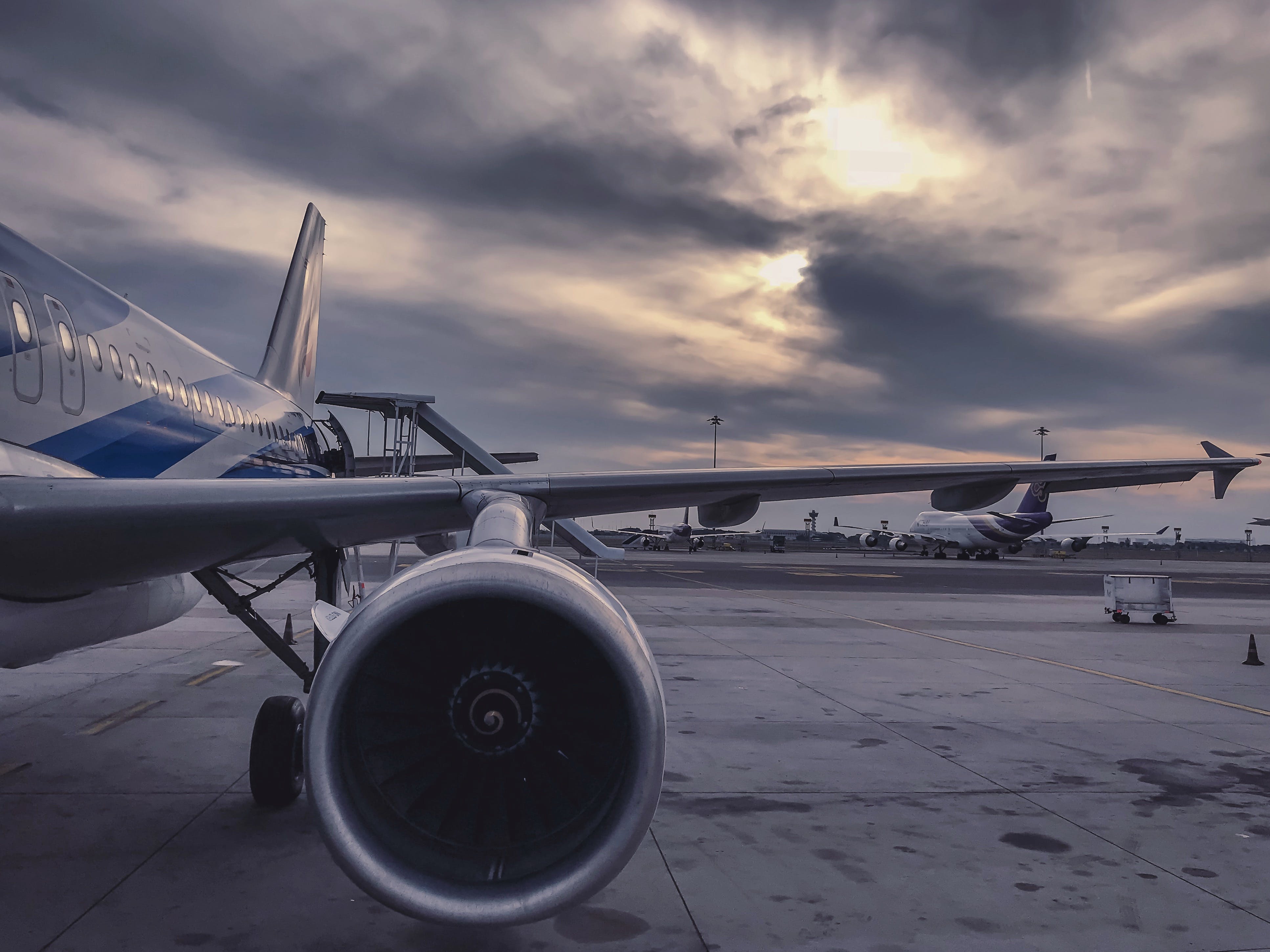 The Role of Certified Pet Transporters During International Pet Relocation